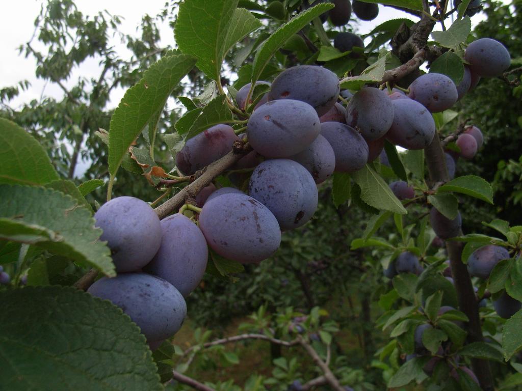 U Tej Acomodação com café da manhã Cumiana Exterior foto